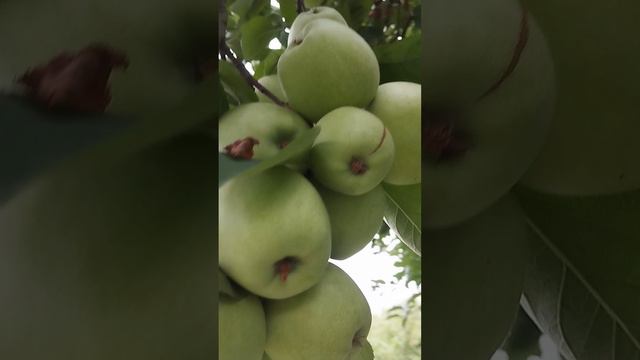 #сад_огород