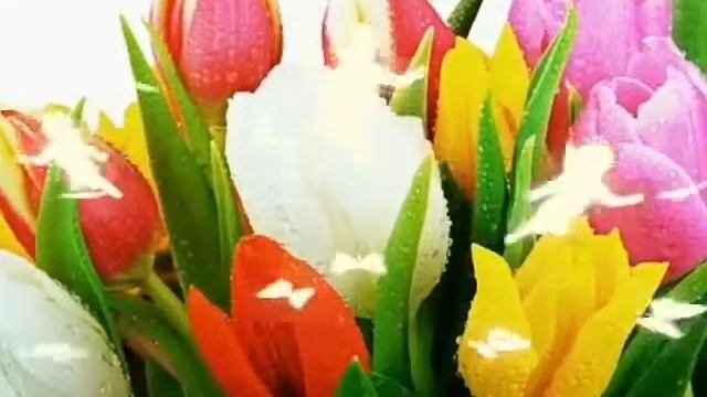 Тюльпаны[Клип#7]