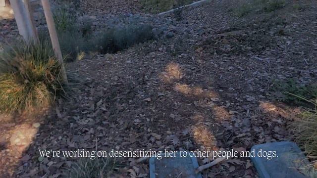 [South Bay] Hiking + Shopping + Alice's Restaurant // Vlog Number Five