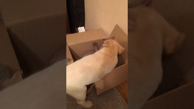 Лабрадор Рамзи и кот