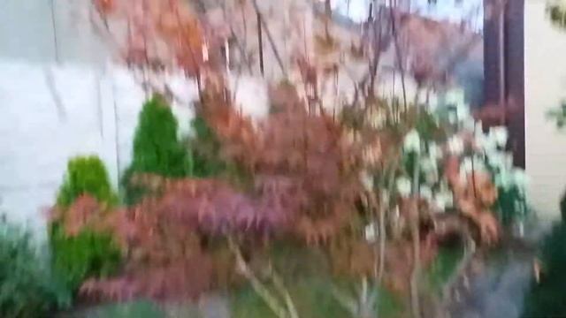 Японский КЛЁН сохнут листья на клёне. Чем мы обрабатываем КЛЁН от болезни.