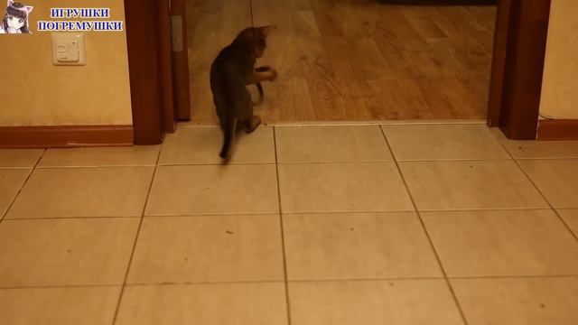 Котёнок Абиссинец с новой игрушкой