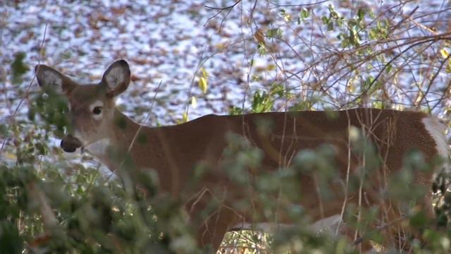 красивое видео для ваших глаз любуйтесь и наслаждайтесь  смотрите бесплатное Creative Commons видео