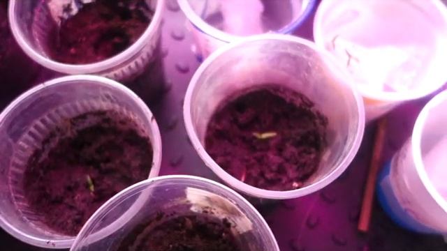 Посадка на рассаду ультраскороспелых томатов