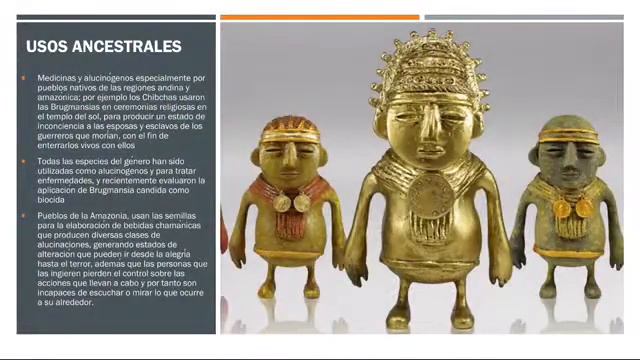 Brugmansia, Escopolamina