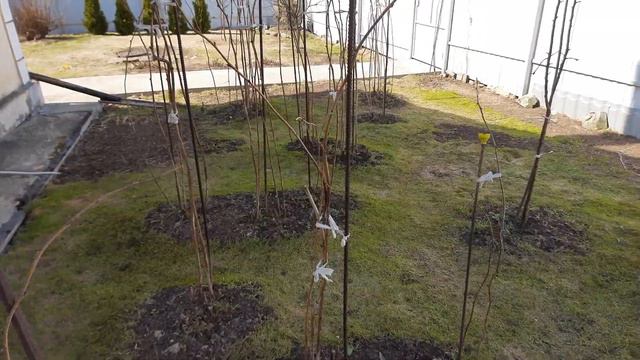 БЕЗ ЭТОЙ ОБРАБОТКИ МАЛИНА НЕ ДАСТ ХОРОШИЙ УРОЖАЙ.  #малина#весенняя#обработка#хорошийурожай