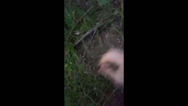 ШИШКИ SKUNK В КОРМАНЕ) ЗА ЗАКЛАДКОЙ!