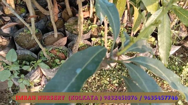 SEEDLINGS OF ALL TYPES OF MANGO TREES ,BIG AND SMALL,ARE TRUSTED NURSERY || IMRAN NURSERY 983245107