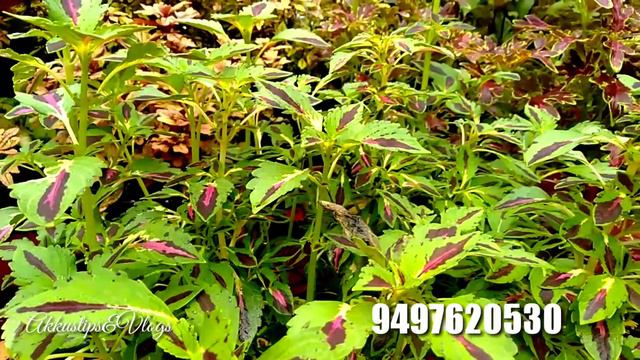 5b06138a9e7cee6d5dba4573bb49cb77