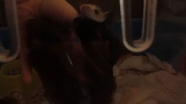 Хомячки хотят на ручку