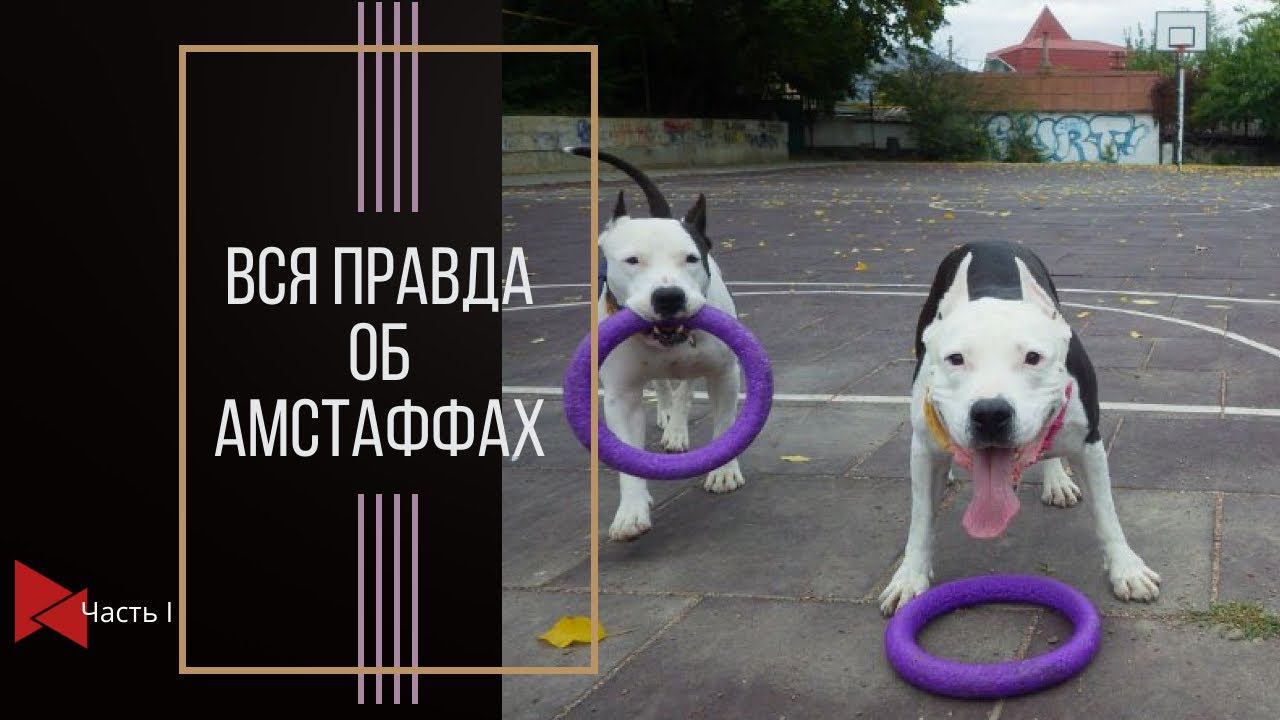 Вся правда об американских стаффордширских терьерах