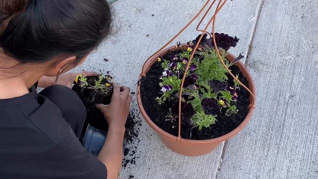Potting Violas And Velvet Petunias