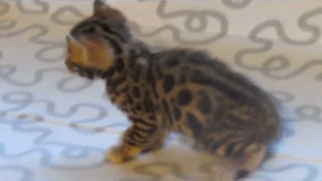Бенгальский котик 2