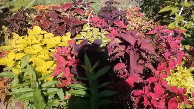 Сад моей знакомой))Сад о котором можно только мечтать))Такого количества колеусов я еще не видела))