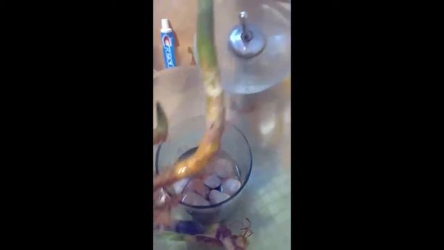 Plantas: Como Reproducir La Planta Oreja De Burro Y Espada De Angel