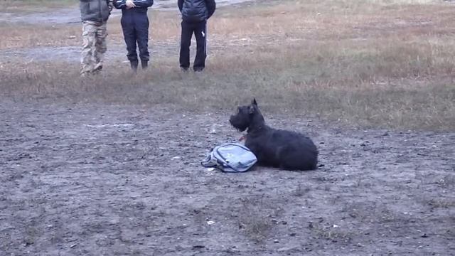 ОКД. Соломонюк Д.О. и Эстен Валери Нуар Шарлиз