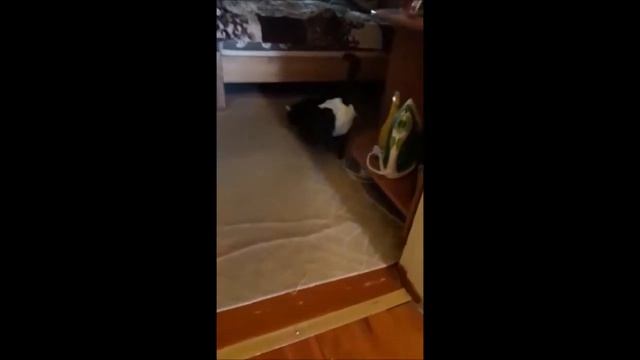 Funny Cat Video.Смешной кот. Приколы с котами.Pampers Cat.( My FUNNY CAT )