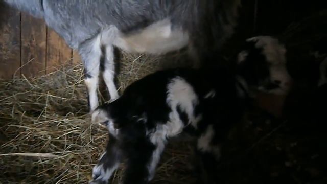 Козлята -  первые сутки жизни...