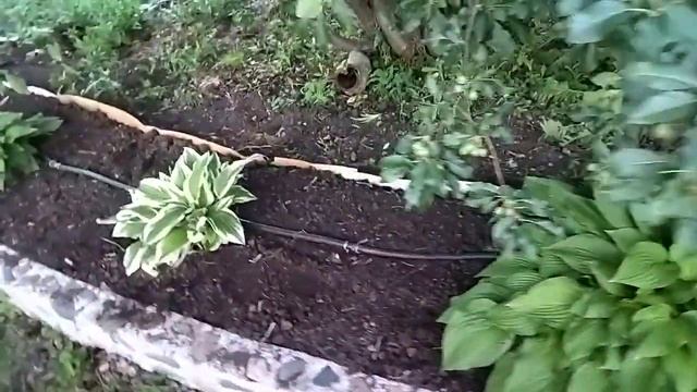 Почти автоматический полив. Живу в алтайской глубинке.