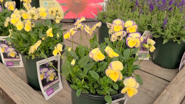 Viola 'Etain' (Violet) // BEAUTY & GRACE Beyond Compare - Named After A Lady In Irish Mythology