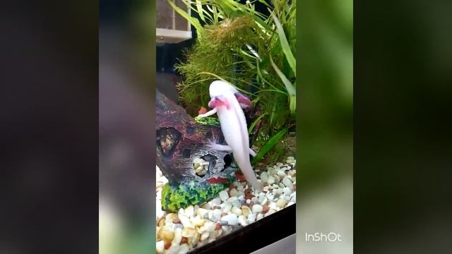 Аксолотль в домашнем  аквариуме