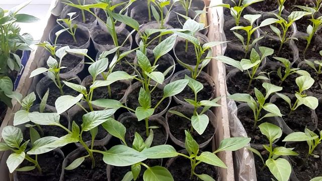 Перец Рассада на подоконнике Мифы и реальность Правильный полив Результаты эксперимента 8