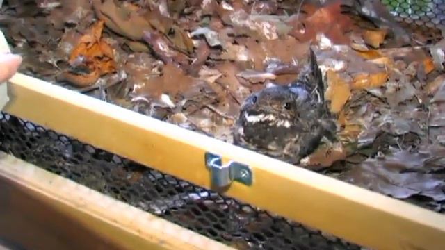 Walden's Puddle Wildlife Rehabilitation