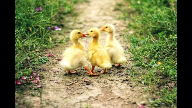 Утята впервые в жизни издают звук.Звуки птенцов