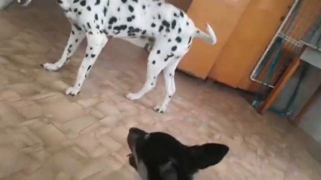 И стар и мал. Разница в 8 лет. Когда ты душой ещё щенок 🐶