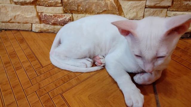 Котёнок лежит.