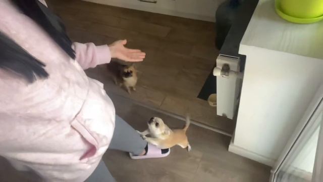 МЕДОВАЯ ПАХЛАВА БЕЗ САХАРА/ЧТО Я ЧИТАЮ