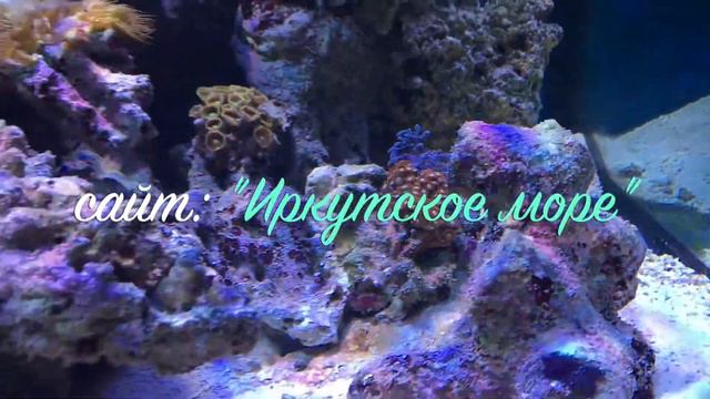 Морской аквариум в Иркутске - irkmore.ru