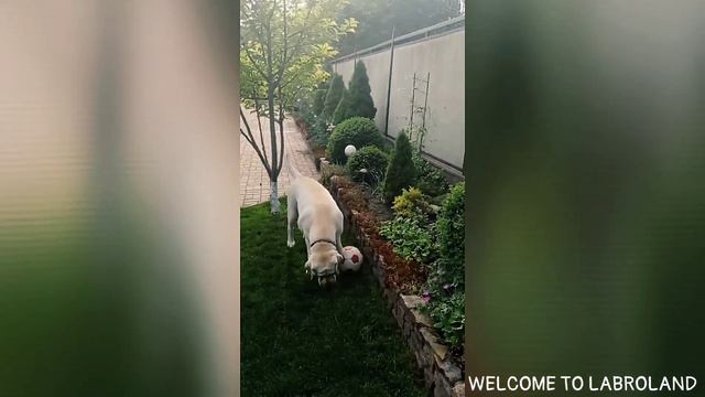 Самый лучший вратарь Бадди