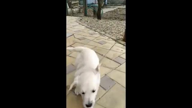 Щенки Оксаны Шестко 01 01 23гр