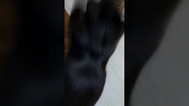 ночные игры  #video #видео #котики  #shortvideo