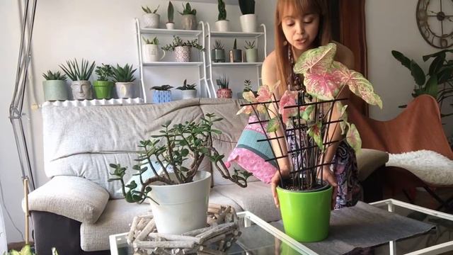 CALADIUM LEAF PROBLEM | PLANT HAUL + ANTHURIUM CARE AND TIPS..