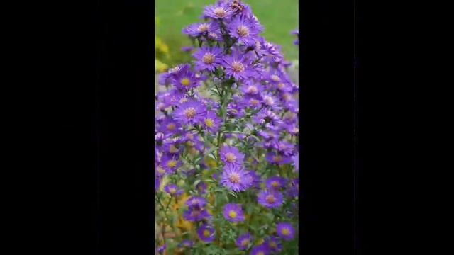 《 РАНО ПРОЩАТЬСЯ 》группа Стаса Намина.бвв