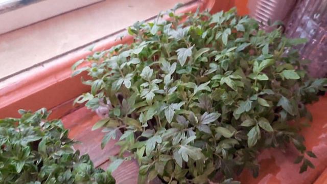 Новости о теплице. Моя рассада без пикировки уже почти месяц. Страдает в тесноте?