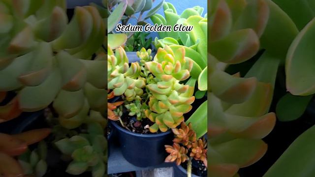 A Família De Seduns Adolphi 🤩 Já Sabe Quem é Quem?