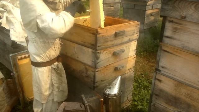 Первая семья на отбор мёда.А что там внутри?