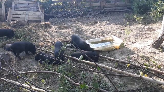 ЛПХ Алёнка. Опять Куры и СВИНЬИ. Наступила на теже Грабли!