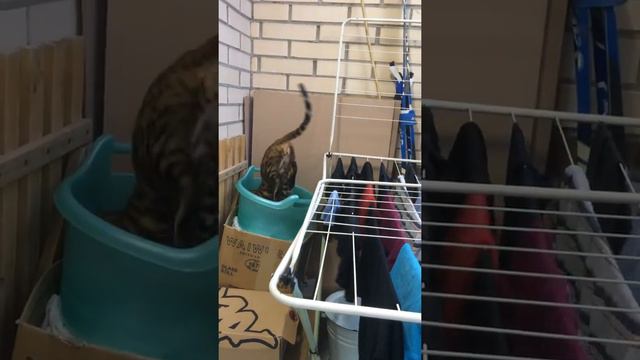 Бенгальский кот Хантер