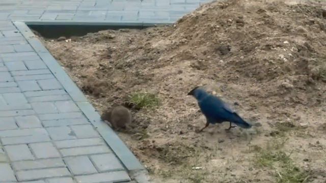 Крыса VS вороны