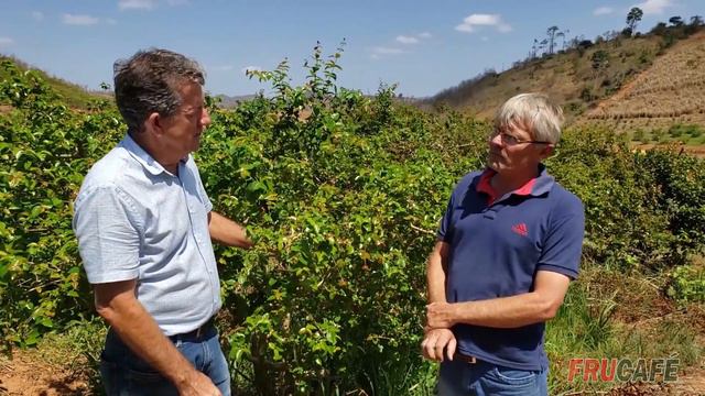 Pitanga, Oportunidade De Diversificação E Renda