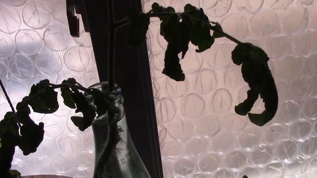 I'm Gonna Get You Sucka! Propagating Tomatoes The Lazy Way - Also Update On The Coming Food Shortag