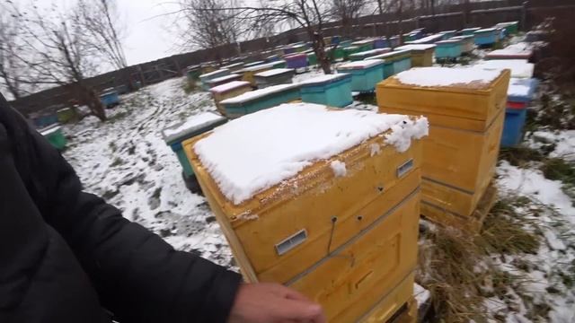 МАСШТАБНЫЙ ЭКСПЕРИМЕНТ,ЗИМОВКА ПЧЁЛ, СОСТОЯНИЕ ПЧЕЛОСЕМЕЙ. 11 Часть.