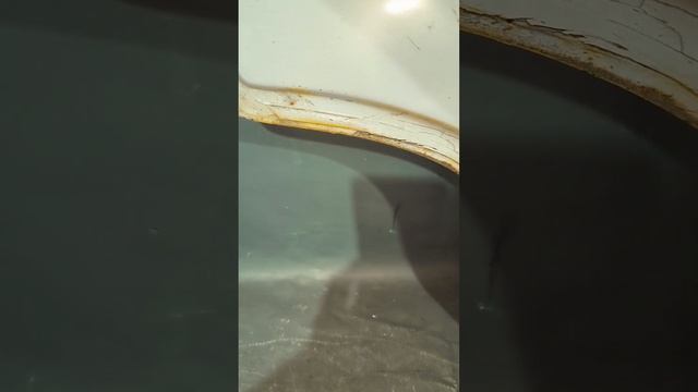 Машинный дайво