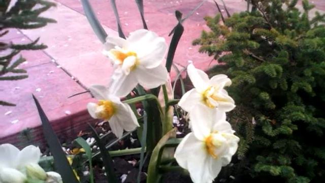 Декоративный Нарцыс