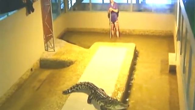 Как тащить крокодила