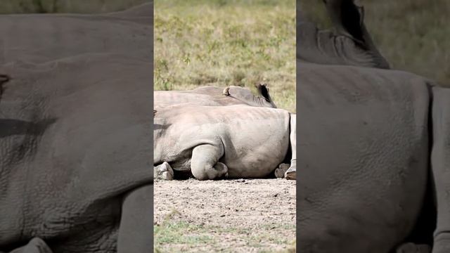 What You Didn't Know About The  Rhinoceros Until Now!